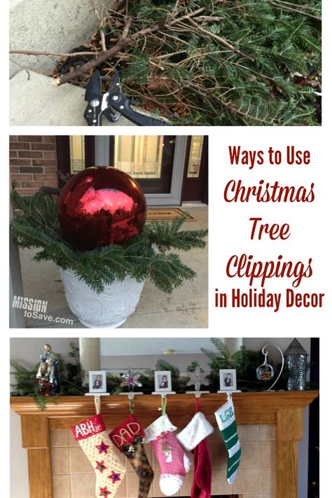 If you get a live tree for the holiday, gather up those Christmas tree clippings! Then see these Ways to Use Christmas Tree Clippings in Holiday Decor. #christmasdecor #christmas #holidaydecor Christmas Tree Trimming, Christmas Tree Lots, Live Christmas Trees, Flocked Christmas Trees Decorated, Christmas Tree Branches, Live Tree, Real Christmas Tree, Flocked Christmas Trees, With Christmas Tree