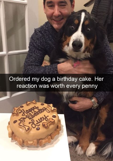 Hilarious Dog Snapchats Dog Snapchats, Spoiled Dogs, Funny Dog Memes, Funny Animal Jokes, Memes Humor, Sweet Dogs, Funny Animal Memes, Animal Jokes, Funny Animal Pictures