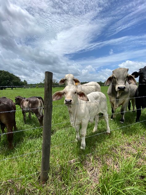 Lake Stacy #cow #calf #bull #cattle #brahman #florida #southern #ranch #farm #lakestacy Cattle Grazing Fields, Cattle Ranch Aesthetic, Cattle Aesthetic, Cattle Ranching Farms, Boran Cattle, Ranch Cows, Cow Ranch, Brahman Cow, Brahman Cattle