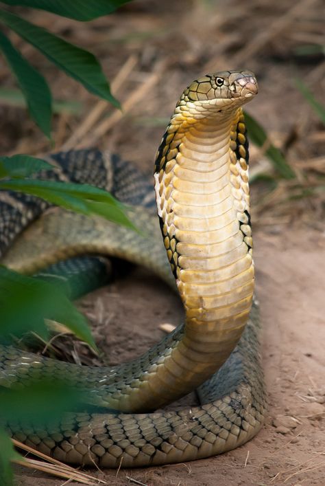 ˚King Cobra (Ophiophagus hannah) King Kobra, King Cobra Snake, Snake Photos, Poisonous Snakes, Types Of Snake, Snake Wallpaper, Cobra Snake, Snake Venom, Snake Art