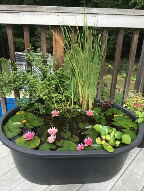 Table Top Water Garden, Planter Pond, Lily Varieties, Container Pond, Small Water Gardens, Mini Pond, Fish Pond Gardens, Container Water Gardens, Patio Pond