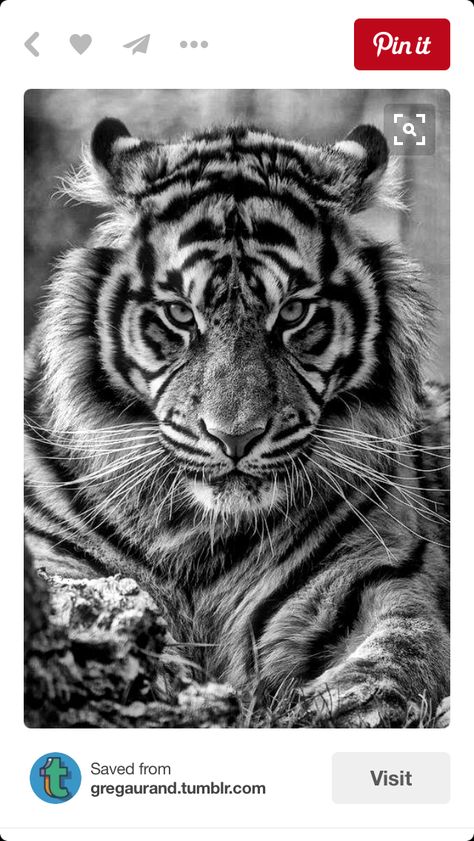 Tiger Fotografie, White Tiger Tattoo, Tiger Photography, Regnul Animal, Tiger Tattoo Design, Tiger Art, Tiger Tattoo, A Tiger, White Tiger