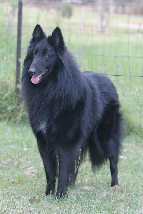 Belgian Groenendael, Belgian Shepherd Groenendael, Dog Goals, Berger Malinois, Belgian Tervuren, Belgian Sheepdog, Black German Shepherd, Belgian Shepherd, Purebred Dogs