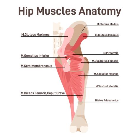 Hip Muscles Anatomy, Exercises For Hip Pain, Yoga Poses For Lower Back, Leg Muscles Anatomy, Eyes Anatomy, Knee Pain Remedies, Strengthen Hips, Hip Anatomy, Best Exercise For Hips