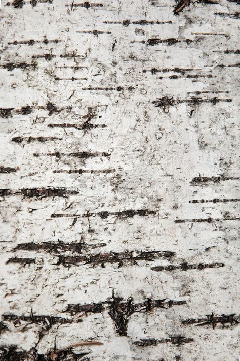 Close up texture of birch bark, background. Close up texture of birch bark, natu , #Ad, #birch, #texture, #Close, #natural, #background #ad White Bark Trees, Tree Bark Wallpaper, Bark Wallpaper, Close Up Texture, Paper Crumpled, Tree Bark Texture, White Birch Trees, Tree Textures, Picture Tree