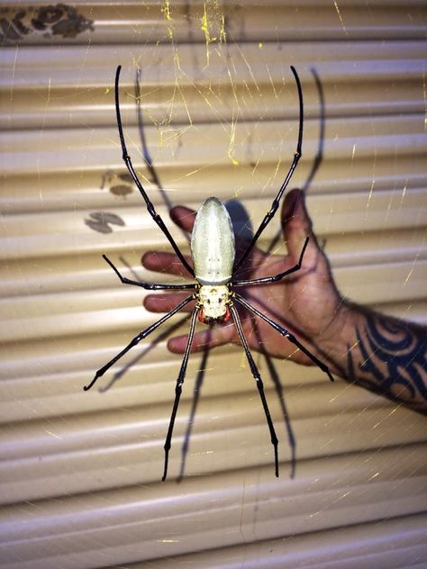 Giant Orb spider in Australia.