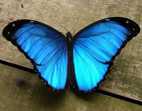 Blue Morpho (Morpho menelaus). I saw one of these in the cloud forest in Costa Rica, and it was one of the most amazing things I ever saw. Just a sudden flash of brilliant color! Morpho Azul, Blue Morpho Butterfly, Moth Caterpillar, Morpho Butterfly, Blue Morpho, Beautiful Bugs, Butterfly Pictures, Butterfly Painting, Tattoo Sleeve