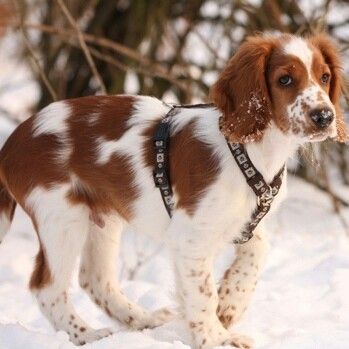 Welsh Springer Spaniel Puppies, Brittany Spaniel Puppies, Welsh Springer Spaniel, Springer Spaniel Puppies, Spaniel Breeds, Animal Magic, Pretty Dogs, Bird Dogs, Kittens And Puppies