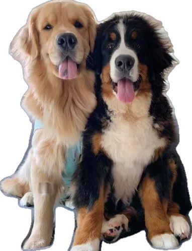 Bernese Mountain Dogs, Really Cute Dogs, Mountain Dog, Bernese Mountain, Cute Dogs And Puppies, Bernese Mountain Dog, Mountain Dogs, Cute Animal Pictures