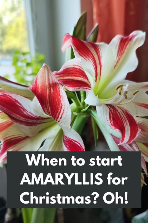 Timing is Everything: When to Start AMARYLLIS for a Spectacular Christmas Display? Oh, the anticipation! 🎅🌼 Discover the perfect timing to begin growing your amaryllis bulbs for a breathtaking holiday bloom. Learn the secrets to ensure stunning flowers in time for Christmas festivities. From planting to nurturing, our expert guide provides step-by-step instructions for a successful and festive amaryllis display. Don't miss out on the joy and beauty this holiday season! IG Photo by: emilbencat Amaryllis Flower Arrangement, Amaryllis Display, Amaryllis Arrangement Christmas, Amaryllis Arrangement, Amaryllis Care, Amaryllis Christmas, Stunning Flowers, Amaryllis Flowers, Christmas Festivities