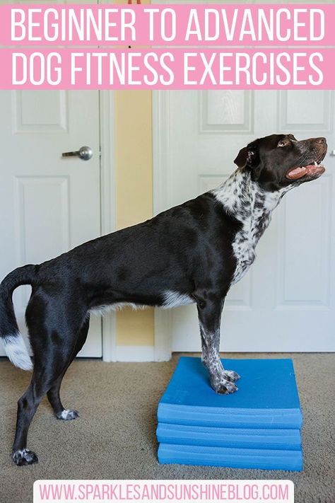 Dog Fitness Exercise, Dog Agility Training Exercises, Dog Exercise Equipment, Diy Dog Training Equipment, Diy Dog Agility Equipment, Dog Exercise Ideas, Cat Owner Tips, Fun Ways To Exercise, Canine Fitness