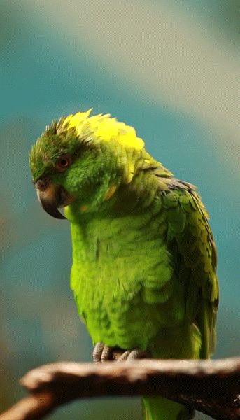 Sem título — KLEPHER PHOTOGRAPHY : Photos Birds Images, Pink And Black Wallpaper, Amazon Parrot, Hope Is The Thing With Feathers, Arataki Itto, Genshin Impact Wallpaper, Bird Gif, Most Beautiful Birds, Amazing Birds