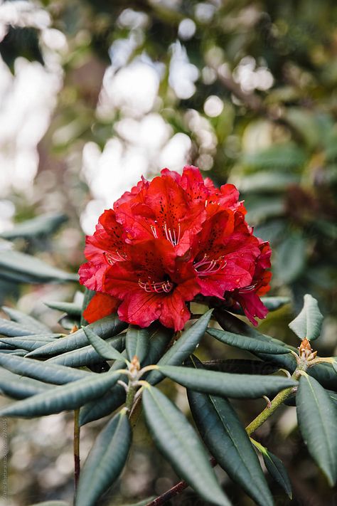 Nepali Illustration, Rhodendron Flower, Rhododendron Drawing, Rhododendron Tree, Rhododendron Tattoo, Garden Core, Mad Honey, Rhododendron Flower, Rhododendron Garden