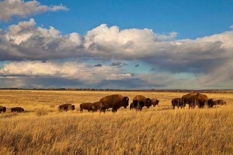 Plains Landscape, Home On The Range, Cosmic Horror, Great Plains, Nature Conservation, Beautiful Creatures, House Painting, Beautiful Nature, Montana