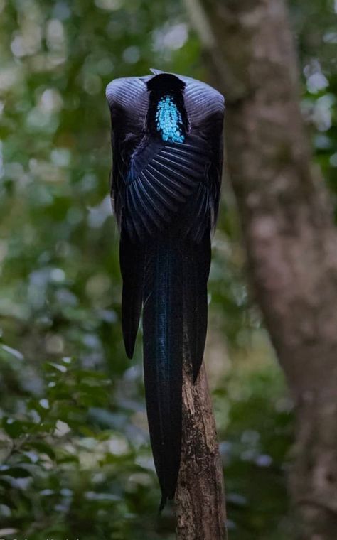 Exotic Birds Photography, Obscure Animals, Scary Birds, Extinct Birds, Weird Birds, Beast Creature, Interesting Animals, Pretty Animals, Like Animals