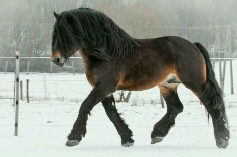 Cai Sălbatici, Rasy Koni, Horse Anatomy, Animale Rare, Clydesdale, Pretty Animals, Draft Horses, Cute Horses, Silly Animals