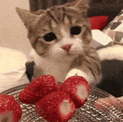 Cat Stimboard Gifs, Cute Cat Gifs Discord, Cat Gif Pfp Discord, Cute Cat Gif Pfp, Cat Stim Gif, Cats With Strawberries, Cat Gifs Discord, Cat Gif Aesthetic, Discord Pfp Gif Aesthetic