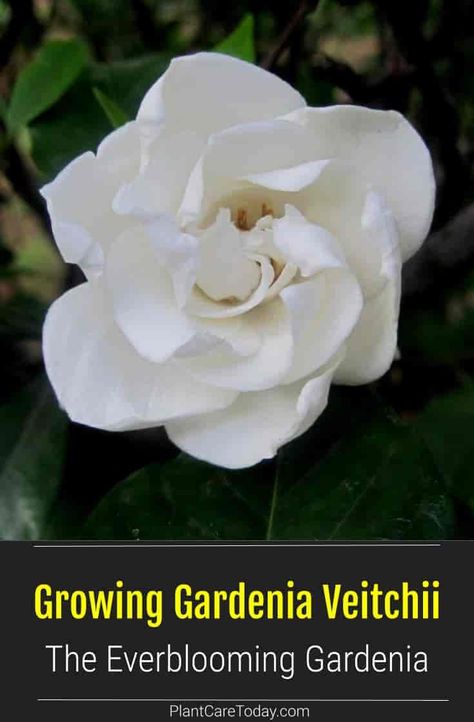 Gardenia Veitchii Care - Growing Everblooming Gardenia Plants Gardenia Veitchii, Everblooming Gardenia, Hampton Backyard, Gardenia Fertilizer, Hamptons Backyard, Gardenia Care, Zone 9 Gardening, Gardenia Trees, Growing Gardenias