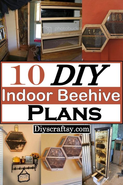 DIY Beehive Plans For Indoor Decorations Observation Bee Hive Diy, Diy Bee Hive How To Build, Bee Feeder Diy, Bee Hives Diy Craft, Indoor Beehive, Beehive Plans, Diy Bee Hive, Diy Beehive, Lunar Base