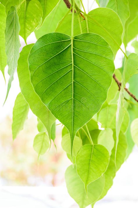 Image Of Leaf, Peepal Leaf Painting, Bodhi Leaf Art, Peepal Leaf Art, Bodhi Tree Leaf, Bodhi Tattoo, Bodhi Tree Art, Peepal Leaf, Peepal Tree