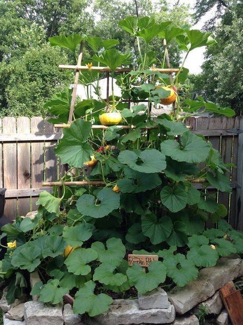 We planted a vertical pumpkin patch in our tiny urban backyard | Offbeat Home & Life Pumpkin Trellis, Spiral Garden, Urban Backyard, Pumpkin Garden, Growing Pumpkins, Have Inspiration, Vegetable Garden Design, Garden Trellis, Veggie Garden