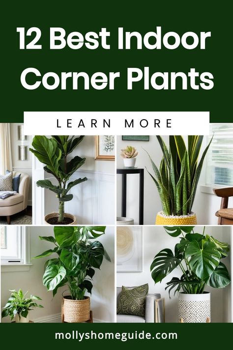 Looking to add some greenery to your home decor? Explore the best indoor corner plants that will liven up any living room corner. From low light indoor plants to indoor plants for living room corners, there are plenty of options to choose from. Transform your space with stylish indoor plants decor on the floor or in the corner windows. Discover apartment plant ideas and tall indoor plant rack ideas for a touch of nature in your home. Arranging House Plants Living Rooms, Plant In Corner Living Room, Plants In House Decor, Tall Plant Living Room, Indoor Plants Arrangements Ideas, Bedroom Corner Plants Decor, Arranging Plants In Living Room, Apartment Plant Ideas, Tall Decor Ideas For Corner