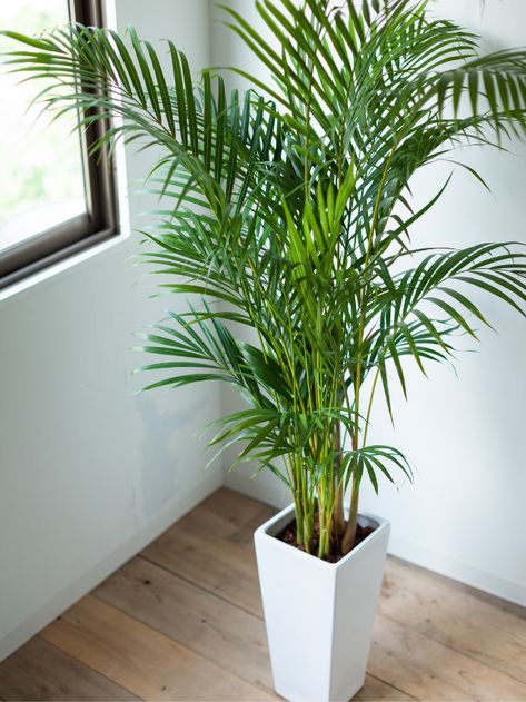 Arica Palm, Plants With Names, Types Of Indoor Plants, Mass Cane, Cat Palm, Small Patio Decor, Indoor Palms, Fig Plant, Corn Plant