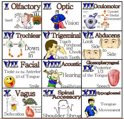 cranial nerve 12 Cranial Nerves, Paramedic Study, Nursing Tools, Cranial Nerves Mnemonic, Nurse Teaching, Nursing Cheat, Nursing Assessment, Penyakit Jantung, Nursing Mnemonics