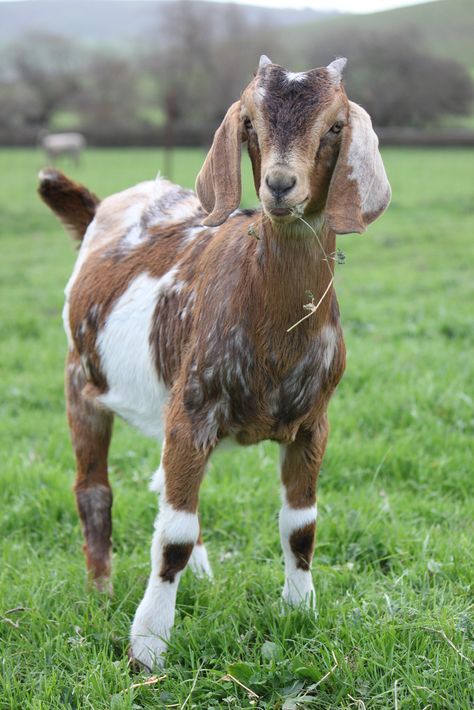 Nubian goat, Frig | Flickr - Photo Sharing! Nubian Goats Pictures, Goat Reference Photo, American Pygmy Goat, Goats Photography, Goats Aesthetic, Pictures Of Goats, Picture Of Goat, Goat Reference, Goat Aesthetic