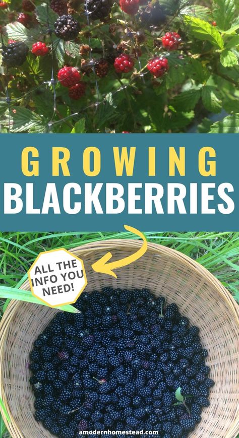 How To Grow A Blackberry Bush, When To Plant Blackberries, How To Plant Blackberries, Trellis For Blackberries, Blackberry Bush Care, Blackberry Support Ideas, Growing Blackberries Trellis, Blackberry Care, Blackberry Trellis Ideas