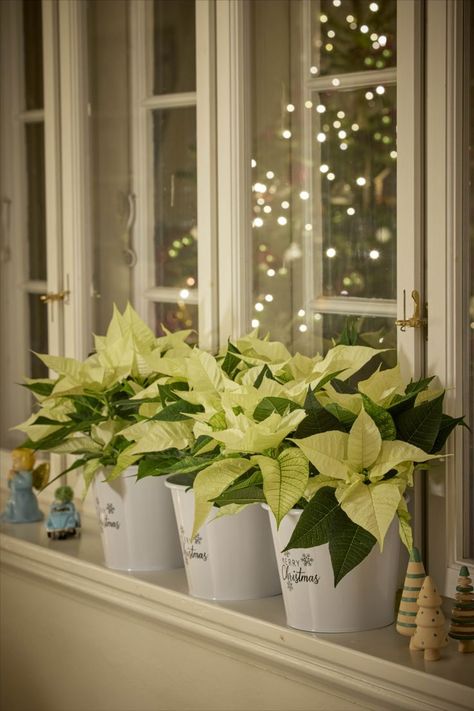 Craft a striking Christmas centerpiece using three cream poinsettias in white pots and petite wooden trees, all in Scandi style. 🌲❄️ #poinsettias #homedecor #tabledecor#christmasdecor #rusticscandi #christmas #countrystyleroom White Pots, Wooden Trees, White Pot, Christmas Centerpiece, Wooden Tree, Elegant Flowers, Scandi Style, Christmas Centerpieces, Minimalist Decor