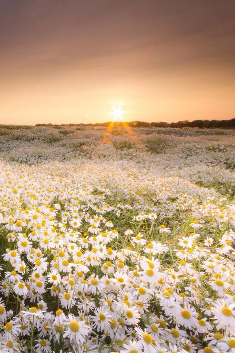 Field of daisy Daisy Field, Belle Nature, Daisy Love, White Daisies, Alam Yang Indah, Alam Semula Jadi, Nature Landscape, Flower Field, Love Flowers