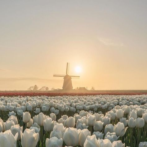 Nick de Jonge on Instagram: "Excited to announce that these 10 images from previous tulip seasons will be exhibited later this month! So proud and excited, stay tuned 😉  Which is your favorite? 1-10  Will you visit Holland this month? Best month of the year! Tag someone you want to visit these fields with! 📸🌷  ‼️Please always have permission to enter the fields!  #spring #lente #tulips #tulip #tulipan #keukenhof #netherlands #dutch #amsterdam #floweroftheday #tulipseason #flowerphotography #flowerfields #fleurs #flores #blumen #bloemen #nature #travelphotography #trending #earth #earthday #bucketlist #workshop #flowersofinstagram   Will you visit this year?" Tulip Festival Amsterdam, Amsterdam Tulips, Tulip Season, Tulip Festival, Tulip Fields, So Proud, Months In A Year, Earth Day, Tag Someone