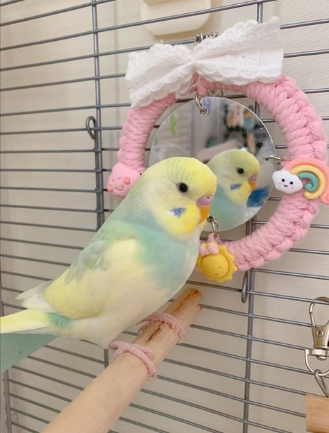 Budgies Parrot, Budgie Cage, Budgie Bird, Parakeet Toys, Budgie Parakeet, Cute Small Animals, Animale Rare, Parakeets, Pretty Animals