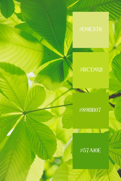 This image captures the delicate beauty of light green palette leaves backlit by sunlight, creating a radiant and serene atmosphere. The soft lighting enhances the various shades of green, making the leaves appear almost translucent. Soft Green Pallet Color, Green Summer Color Palette, Light Green Colour Palette, Green Color Palette Combination, Light Green Palette, Green Pallet Color, Light Green Color Palette, Green Yellow Color Palette, Color Generator