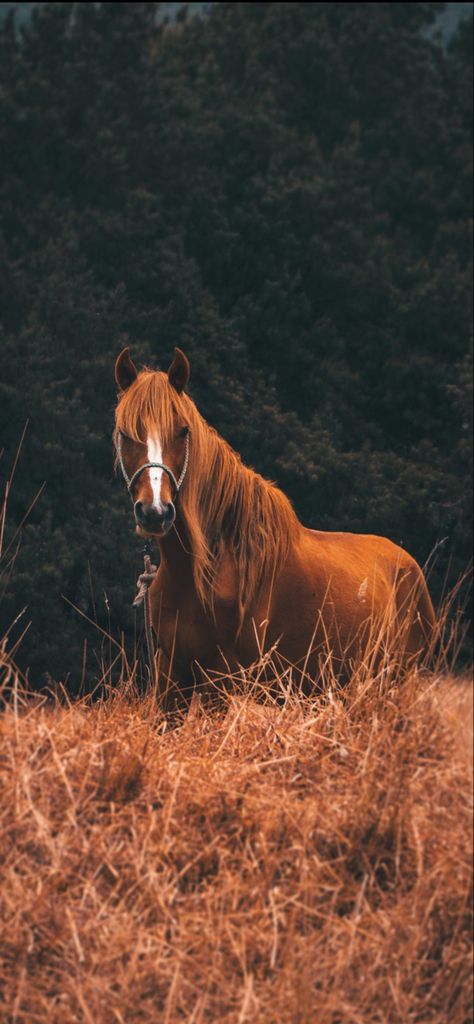 Aesthetic Horse Riding, Horse Wallpapers, Aesthetic Horse, Wildlife Wallpaper, Horse Beautiful, Horse Brown, Horse Riding Outfit, Free Horses, Horse Wallpaper