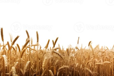 Photoshop Landscape, Yellow Fields, Personal Investigation, Front Page Design, Wheat Field, Wheat Fields, Tree Saw, Heart Tree, Cityscape Photos