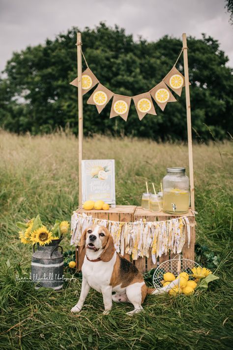 Blog Post | Lemonade Stand — Hannah Elizabeth Photography Lemonade Stand Photoshoot, Lemonade Stand Aesthetic, Lemonade Photo Shoot, Lemonade Photoshoot, Lemonade Stall, Lemonade Stand Photography, Lemonade Stand Photo Shoot, Photoshoot Set, Mini Ideas