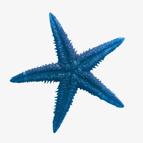 Starfish Clipart, Blue Starfish, Beach Icon, Png Aesthetic, Summer Icon, 패턴 배경화면, Png Icons, Widget Icon, Ios Icon