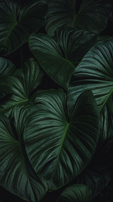 Plants Dark Green House Plants, Goth Plant Aesthetic, Dark Green Plants Aesthetic, Midnight Green Wallpaper Iphone, House Plant Wallpaper, Dark Plant Wallpaper, Dark Jungle Aesthetic, Plant Lockscreen, Plants Wallpaper Aesthetic