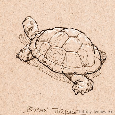 Brown Tortoise - Pen and Ink Tortoise Sketch Art, Tortoise Drawing Illustrations, Galapagos Tortoise Drawing, Tortoise Sketch, Tortoise Illustration, Tortoise Drawing, Turtle Sketch, Tortoise Tattoo, Trippy Tattoo