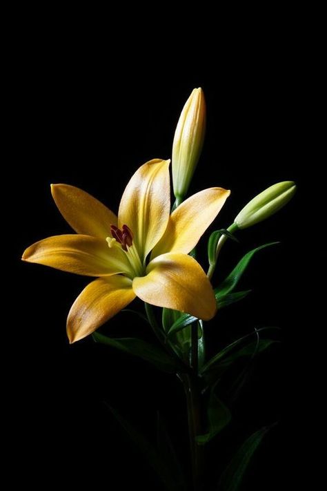 Lily Flower Photography, Ftd Flowers, Dark Flowers, Flower Quotes, Exotic Flowers, Lily Flower, Flower Photos, Flower Pictures, Amazing Flowers