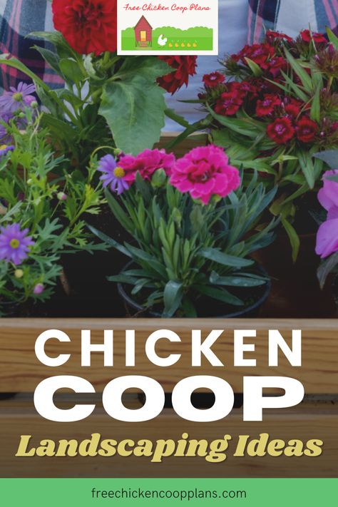 Landscaping Ideas Around Chicken Coop, Landscape Chicken Coop, Hanging Plants For Chicken Coop, Chicken Coop Planting Ideas, Chicken Coop Planting, Landscaping For Chickens, Landscaping Chicken Coop, Plants For Around Chicken Coop, Plants To Put Around Chicken Coop