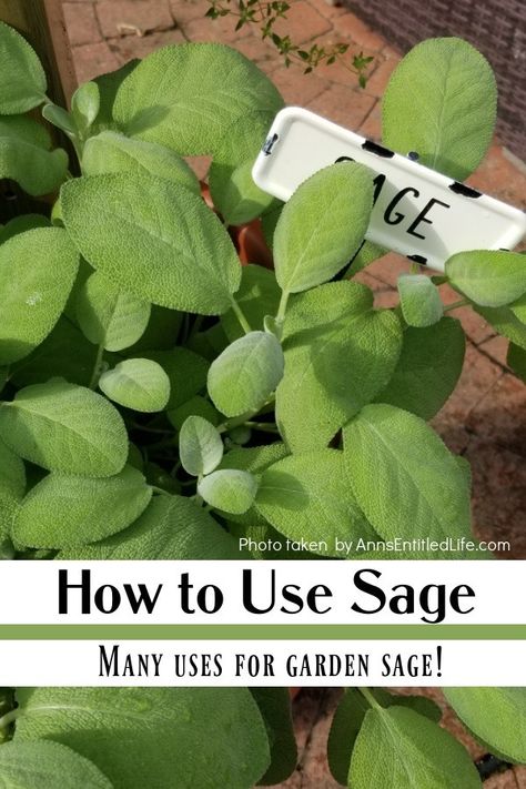 How To Use Sage In Cooking, Ways To Use Fresh Sage, Making Sage Bundles, Uses For Sage Leaves, What To Do With Sage, Uses For Sage, How To Use Sage, Herb Remedies, Cleansing Sage