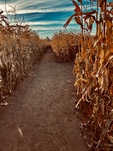 Fall Corn Maze Aesthetic, Country Fall Backgrounds, Fall Country Aesthetic, Hay Ride Aesthetic, Fall Apple Picking Aesthetic, Country Fall Aesthetic, Hayride Aesthetic, Corn Maze Aesthetic, Halloween Dates