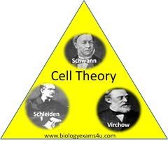 Examples of exceptions to cell theory Cell Theory, Cell Structure, Biology Notes, Structure And Function, Cell Biology, Science Teacher, Life Science, Classroom Activities, English Vocabulary