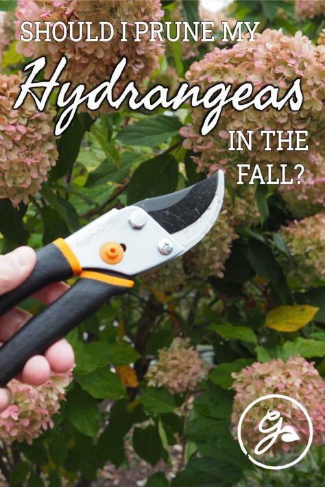 Hydrangea Care In Fall, Types Of Hydrangea Bushes, Trimming Hydrangeas In Fall, When To Trim Hydrangea Bushes, How To Prune Hydrangeas In The Fall, Hydrangea Care Pruning, How To Prune Hydrangeas, Pruning Hydrangeas Fall, When To Trim Hydrangeas