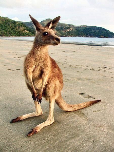 🧡🧡🧡 Kangaroos Aesthetic, Kangaroo Jumping, Kangaroos In Australia, Kangaroo On Beach, Kangaroo Memes Hilarious, Australian Animals, Great Barrier Reef, Animal Planet, Animal Tattoos