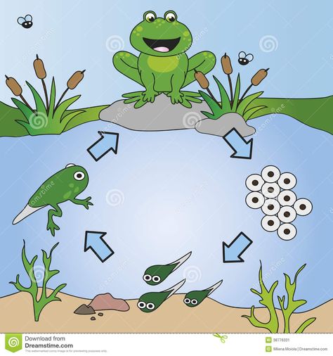 Life Cycle - Download From Over 59 Million High Quality Stock Photos, Images, Vectors. Sign up for FREE today. Image: 38776331 Frog Life Cycle Activities, Science Life Cycles, Frog Activities, Frog Life Cycle, Life Cycle Craft, Life Cycles Activities, Lifecycle Of A Frog, Frog Life, Frog Theme