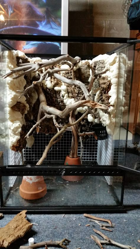 Crested Gecko Vivarium - Dendroboard Day Gecko Vivarium, Bioactive Crested Gecko Tank, Vivarium Diy, Snake Vivarium, Diy Vivarium, Crested Gecko Vivarium, Bartagamen Terrarium, Crested Gecko Habitat, Vivarium Plants